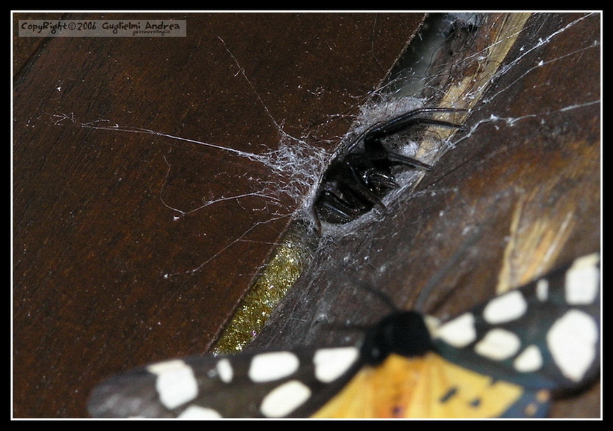 La Bella e.. la BESTIA!!