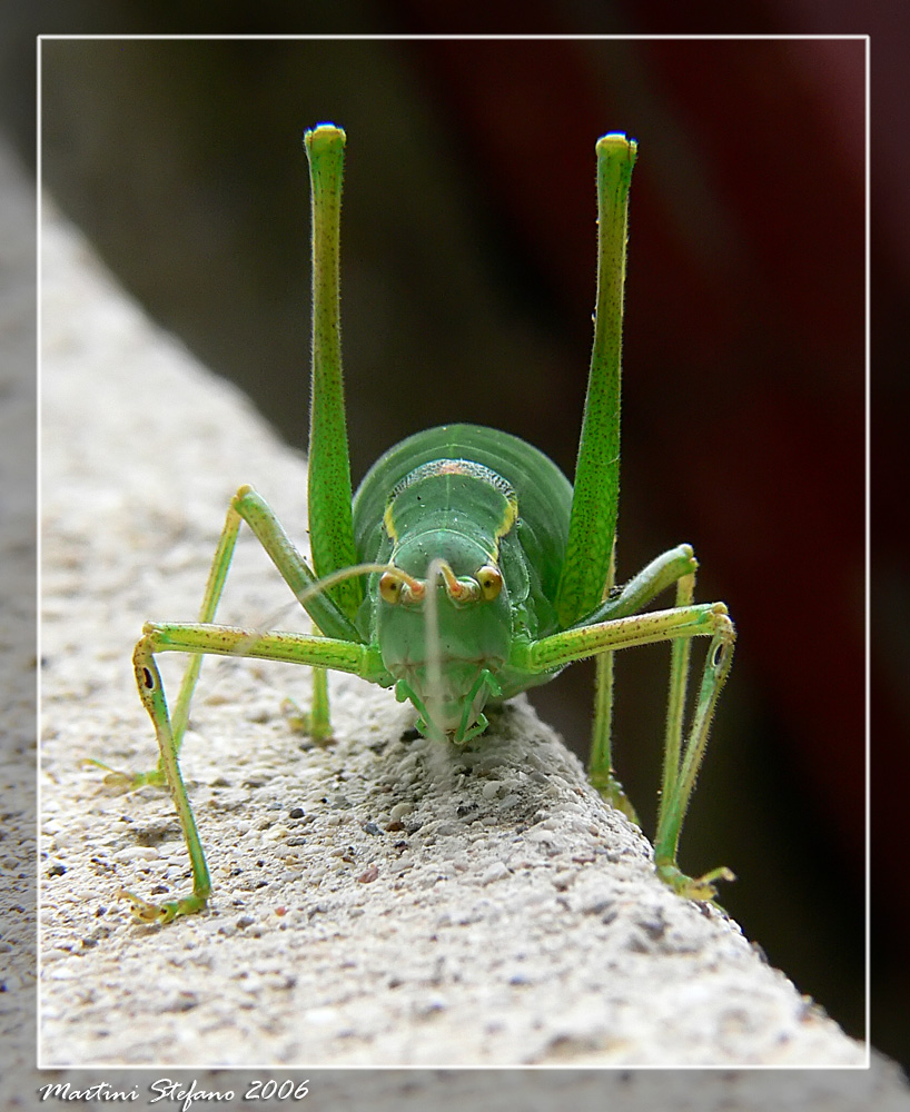 il signor cavalletta