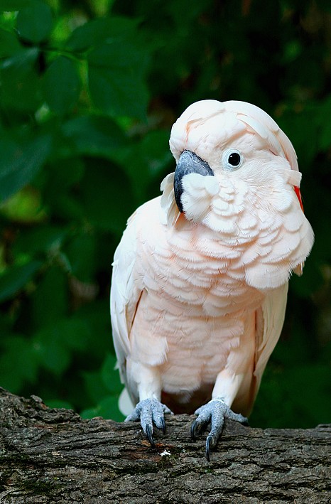 pssssttt... ho una cosa da dirti