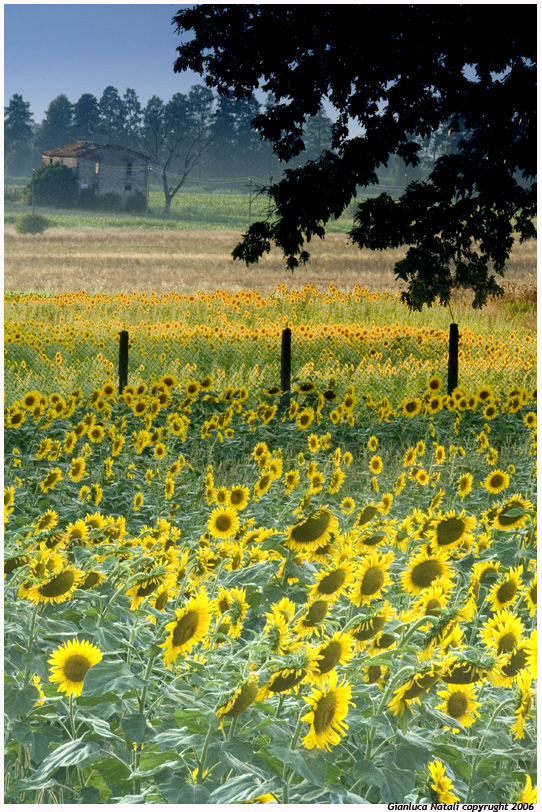 Girasoli alle Morette...