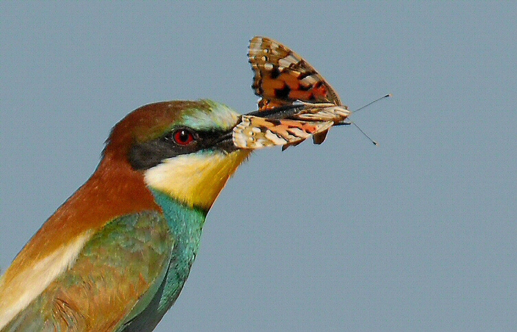 ritratto con farfalla