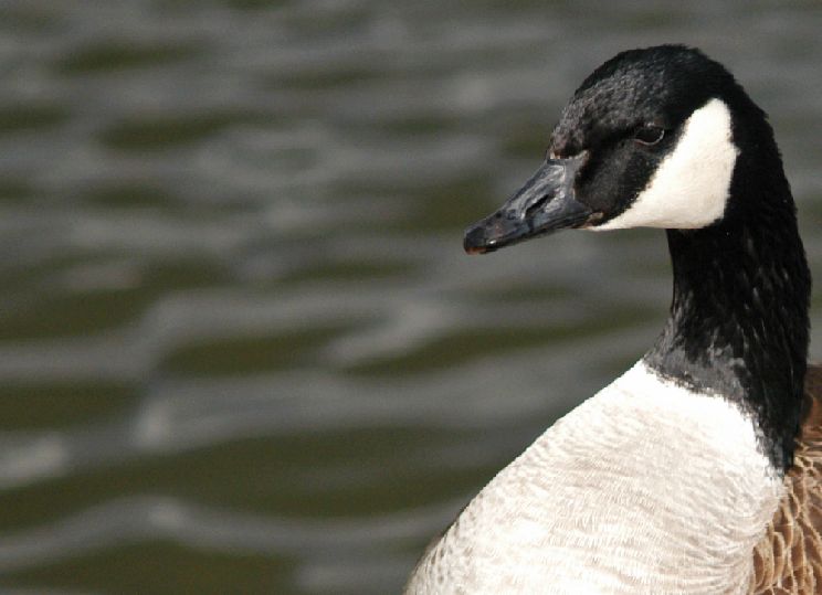 Anatra un po seria.....