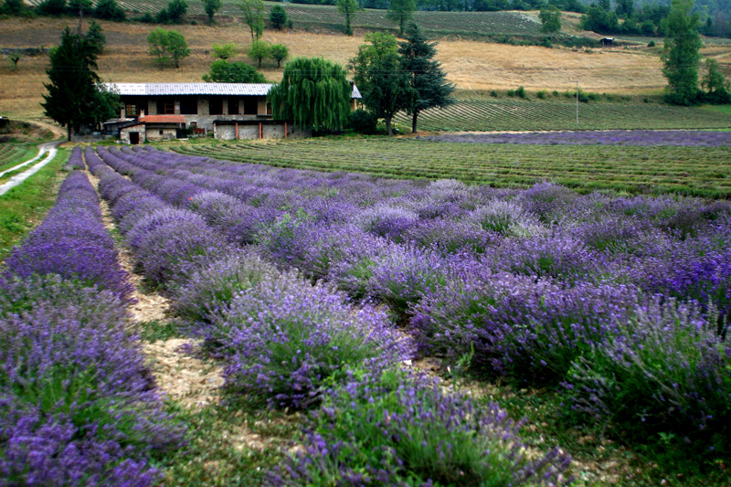 lavanda