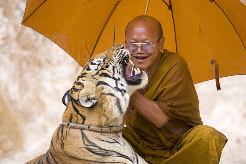 Tiger Temple - Kanchanaburi, Thailandia