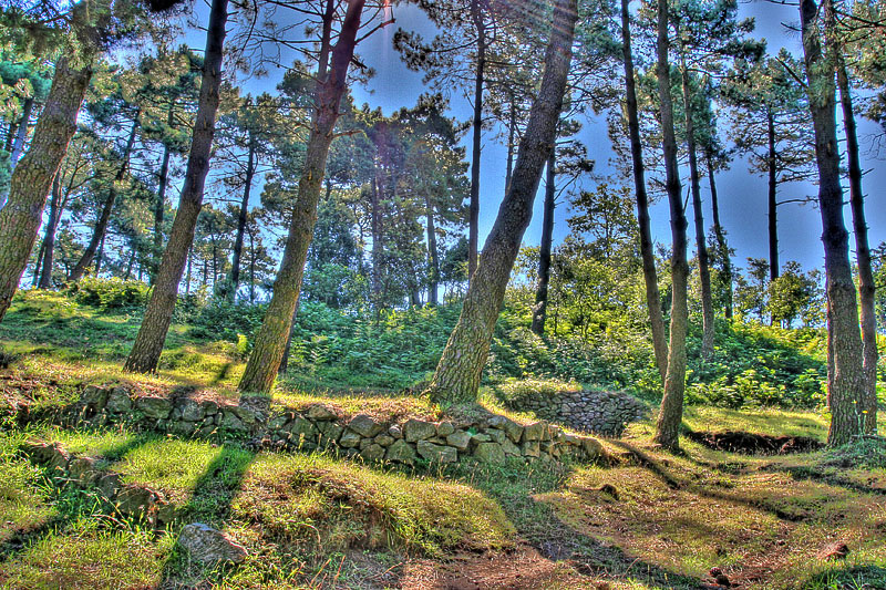 Bosco HDR
