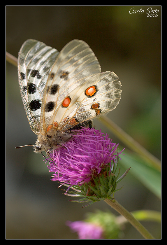 Traslucida (Parnassius apollo)