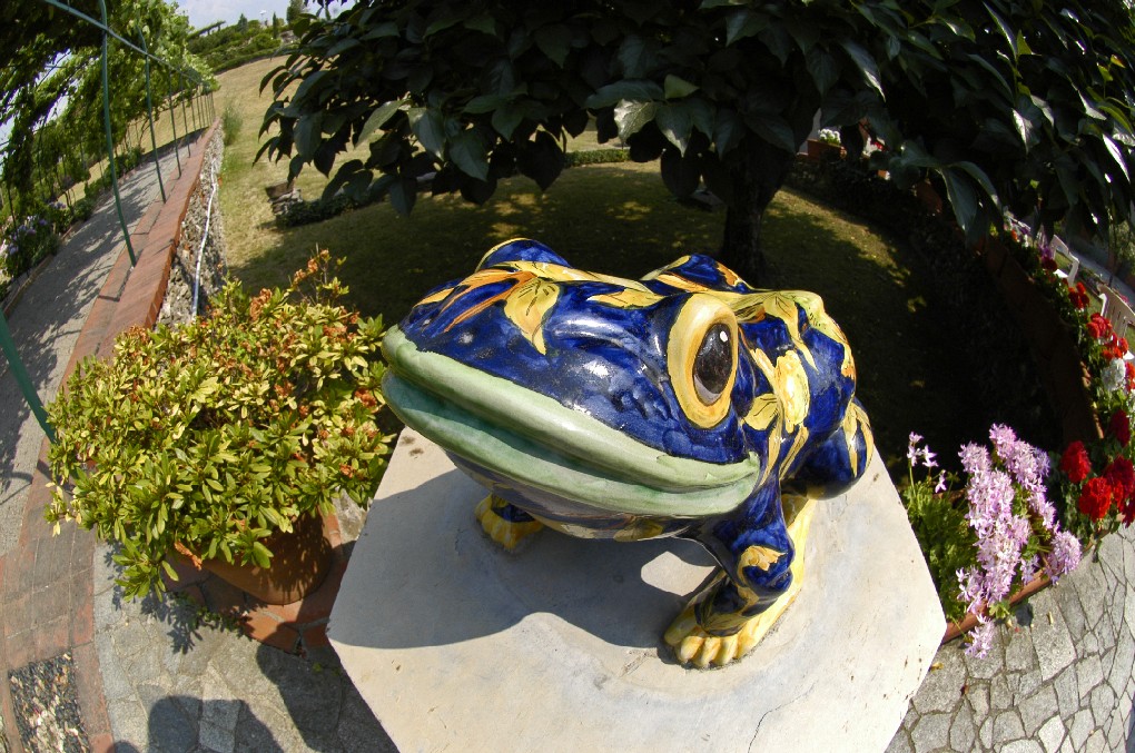 Ochhio di pesce o di rana?