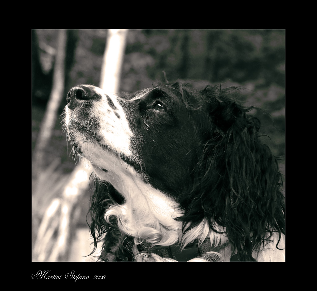 il mio migliore amico ( non abbandonateli mai)