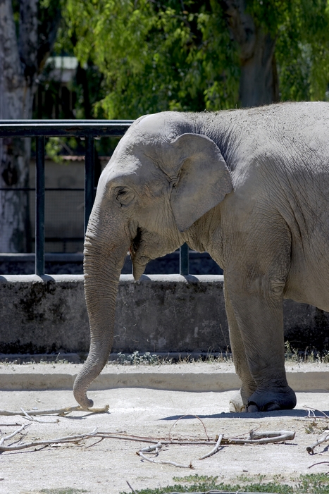 Elefante Indiano (Zoo di Napoli :)