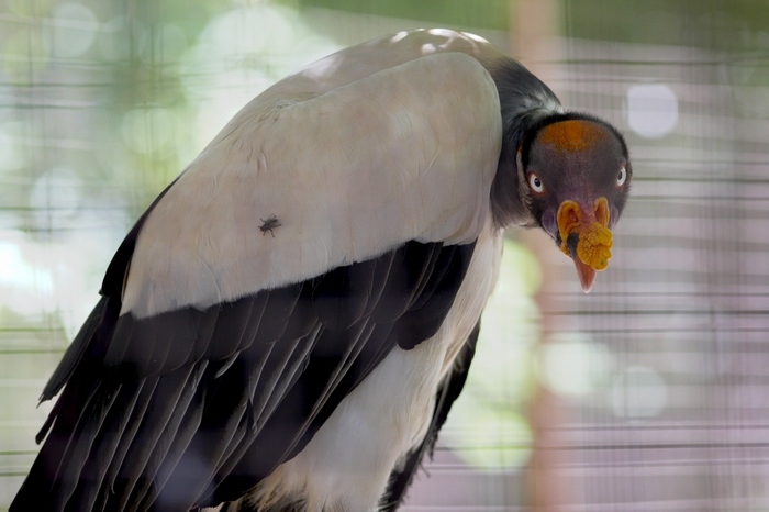 Avvoltoio? (Zoo di Napoli :)