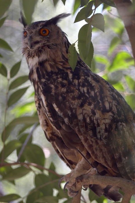 Gufo Reale (Zoo di Napoli :)