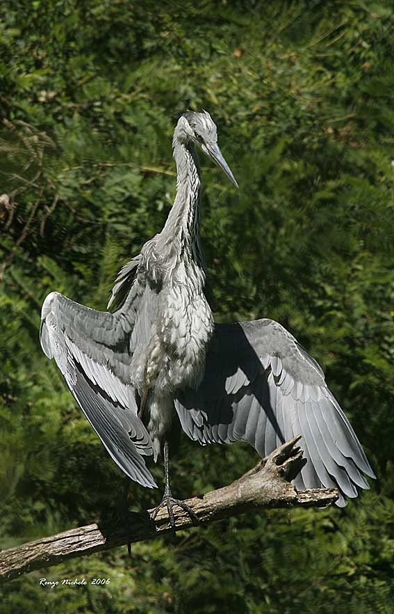 Renzo-Airone incavolato