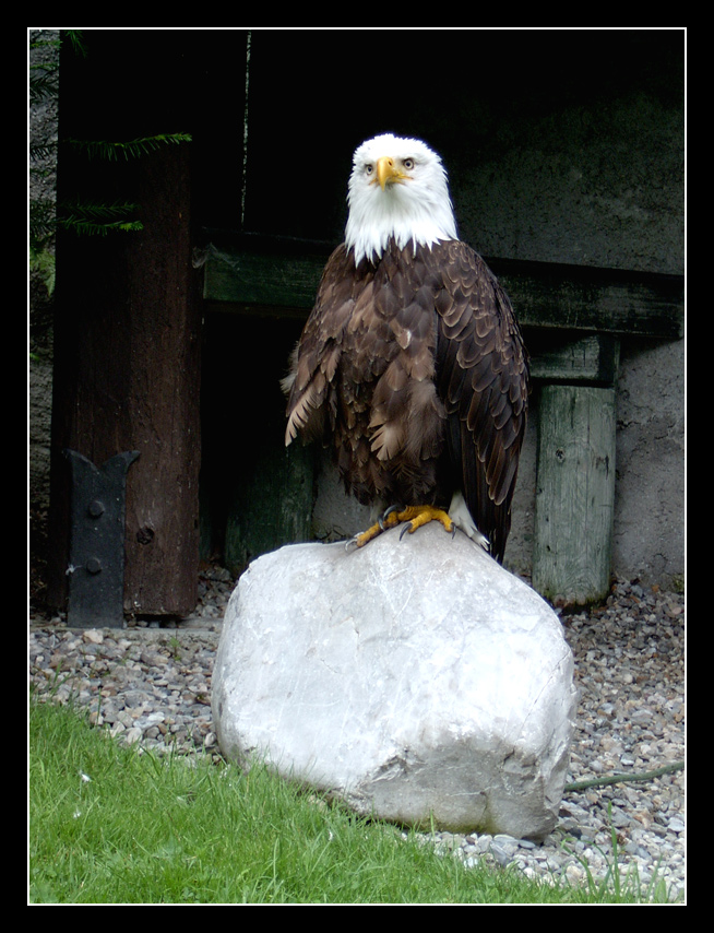 [Austria 2004] Aquila Reale