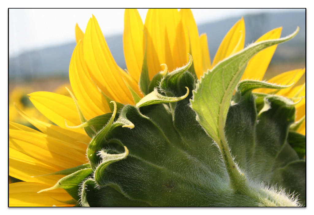 Girasole meno classico