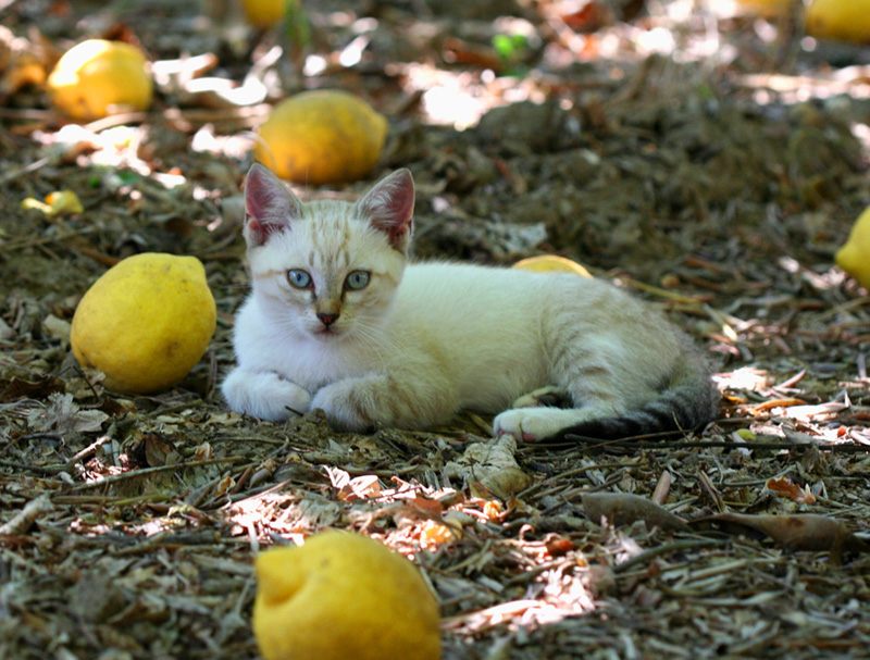 Limonata di gatto