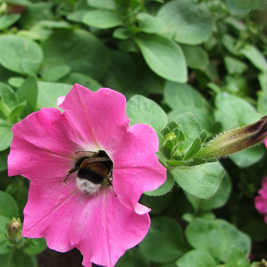 Che buono questo fiore...
