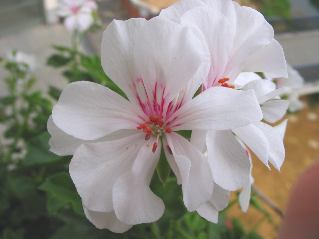 macro baclone ennesima ma piu carina ;-)