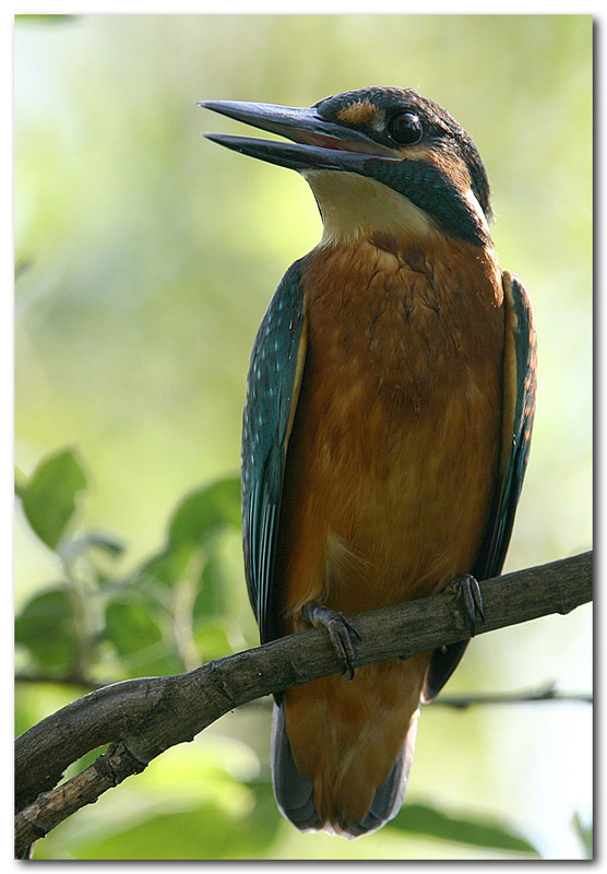 martino il pescatore