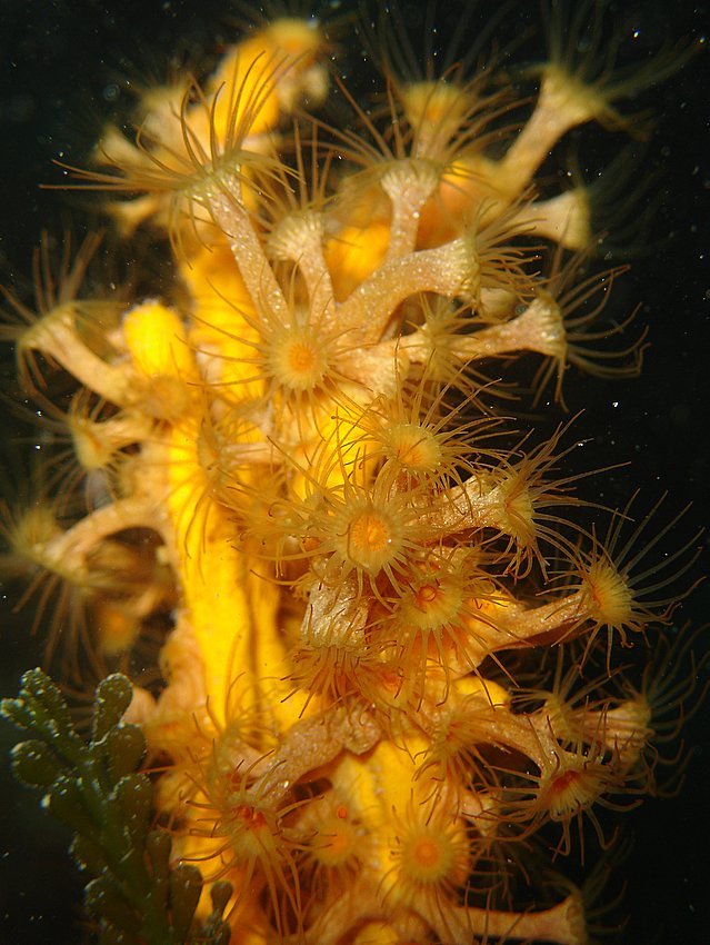 ??? su spugna arancione