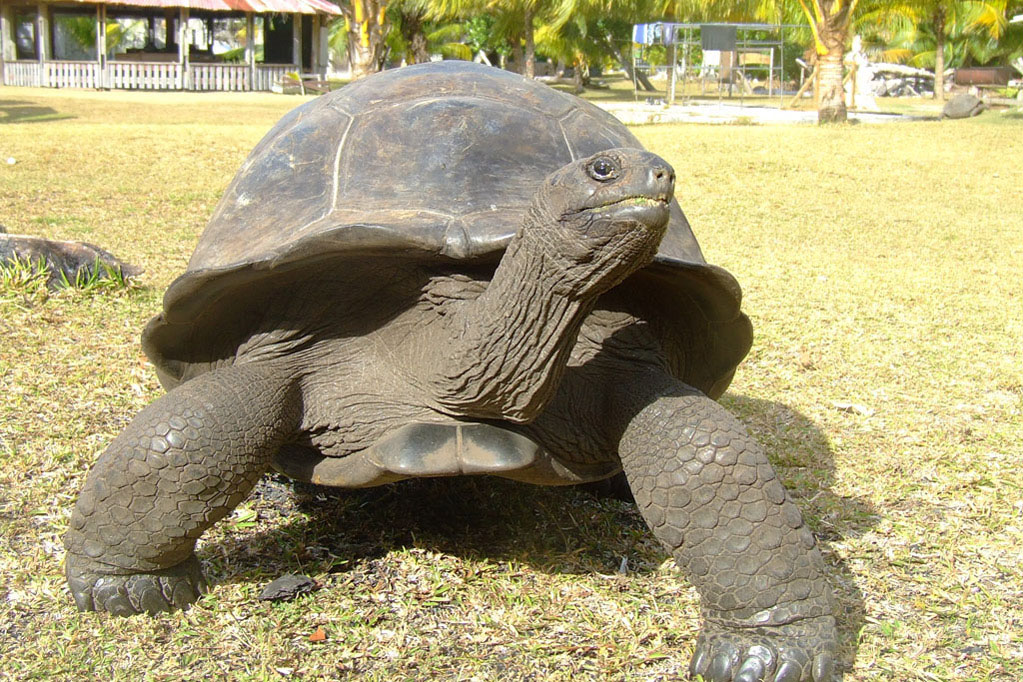 Tartaruga di Aldabra