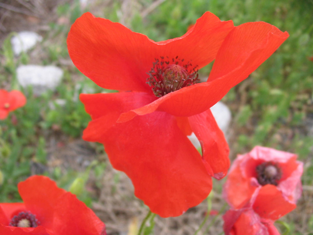 poppy