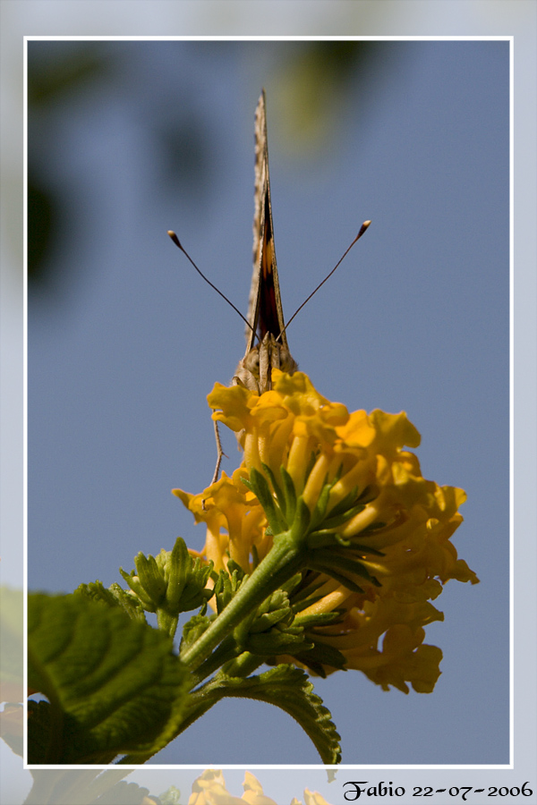 Cuc�... bausettiti!!!