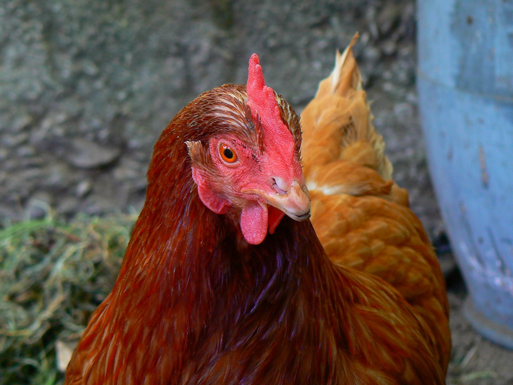 gallina