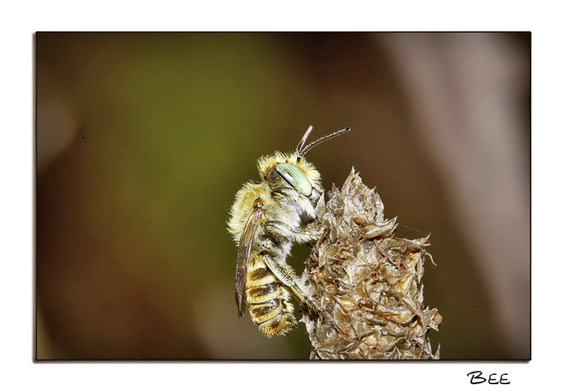 Bee#3