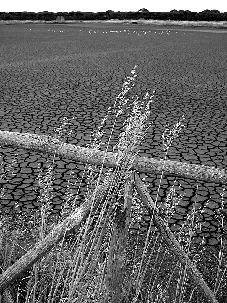 Castiglione della Pescaia, luglio 2004