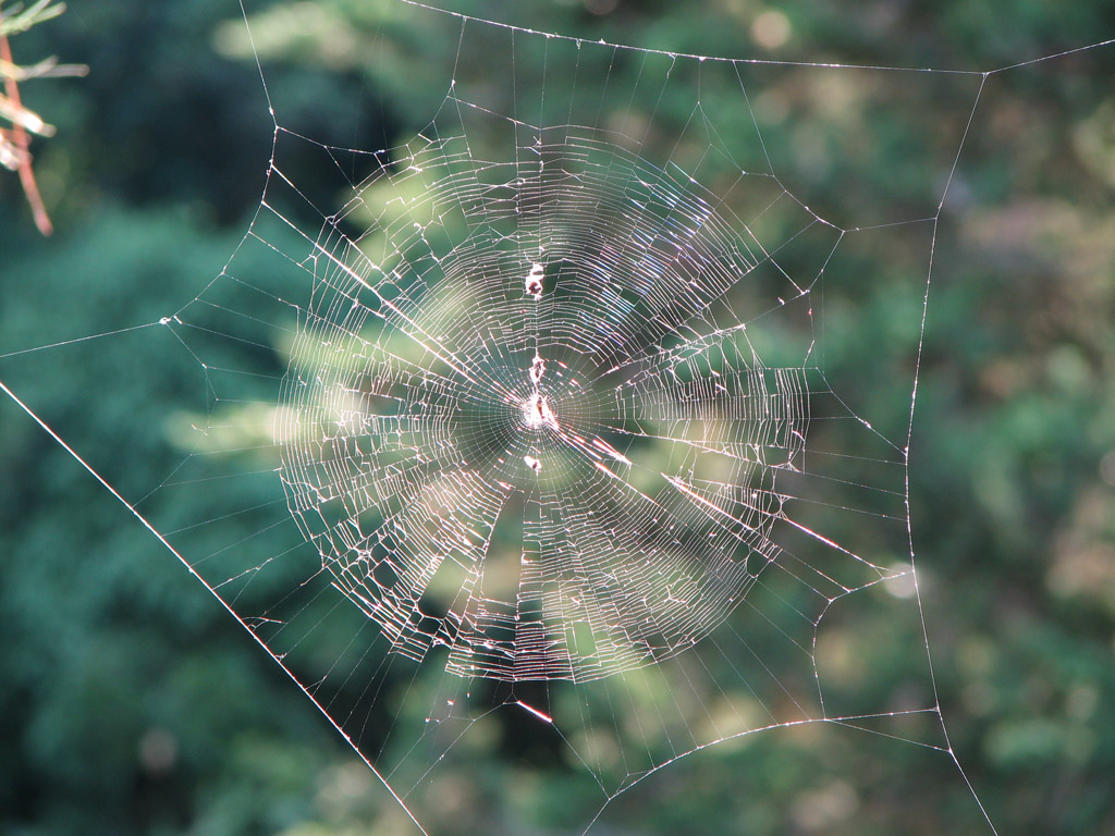 Ragnatela sospesa.