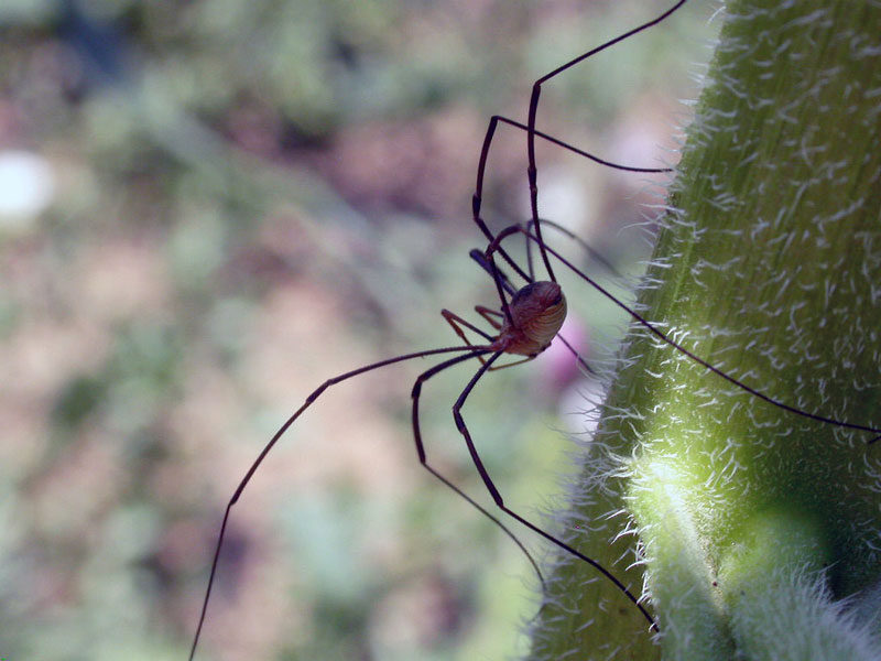 ragno dalle lunghe zampe