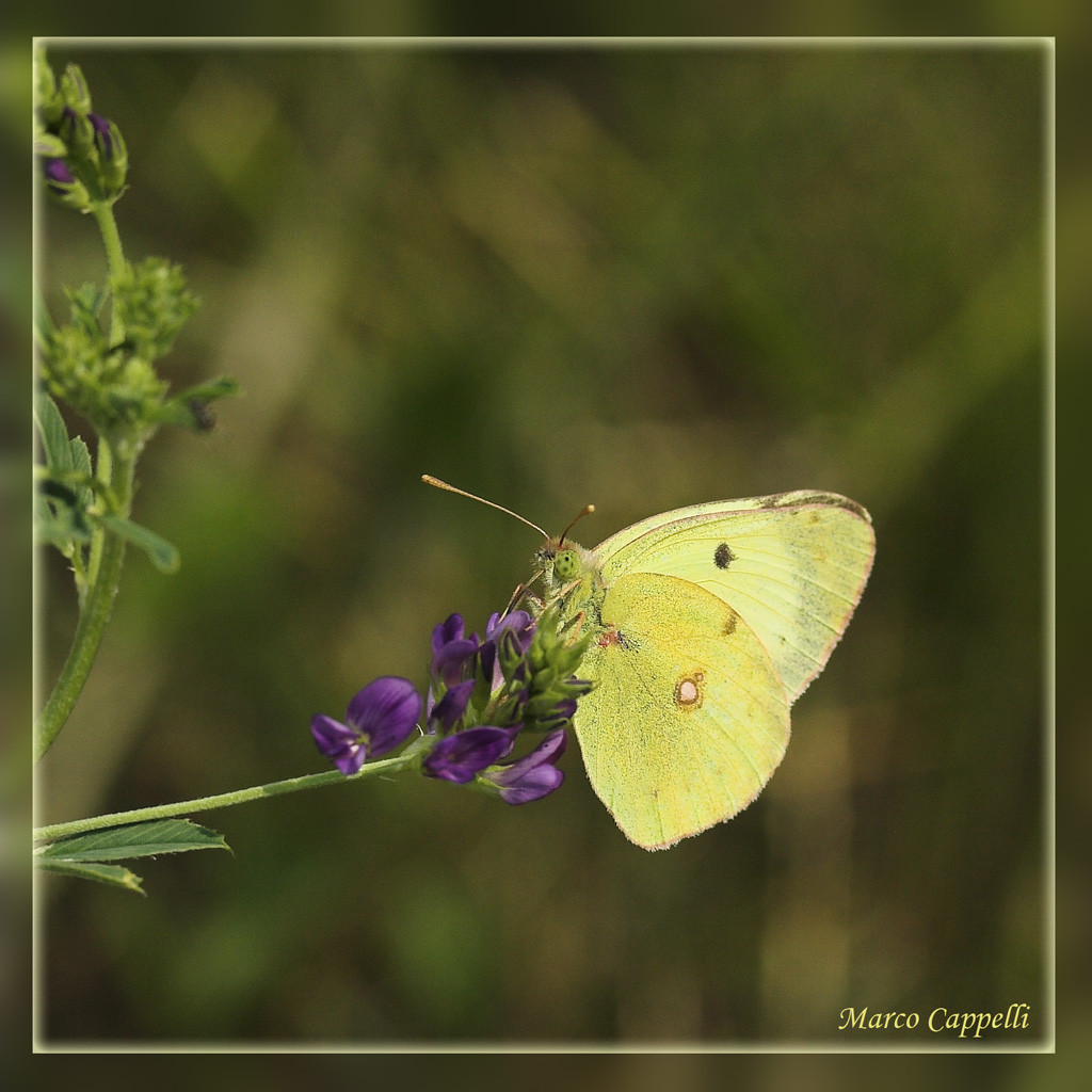 Ancora una farfalla ma ... gialla