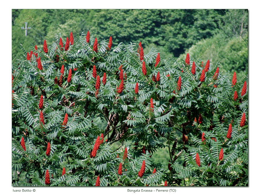 Borgata Eirassa - Perrero (TO)