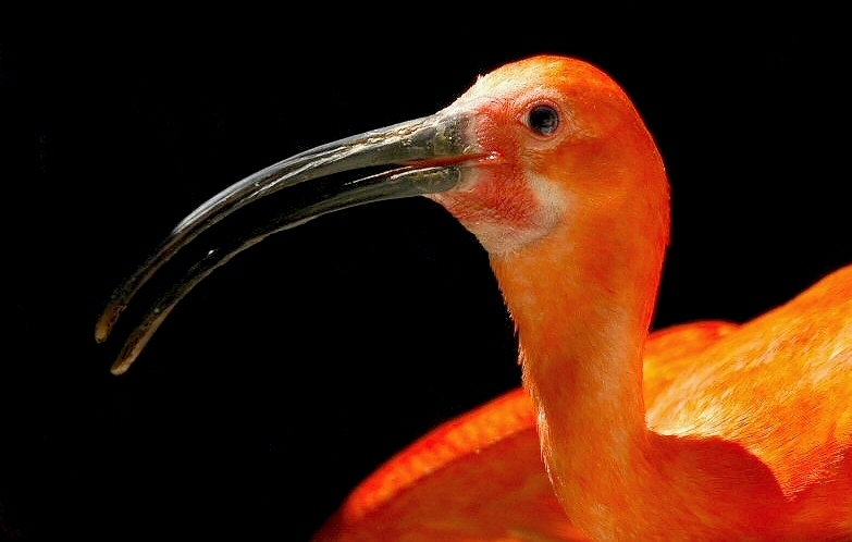Ibis rosso