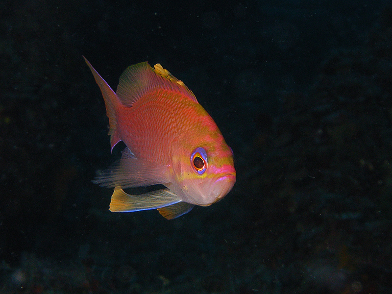 Anthias anthias