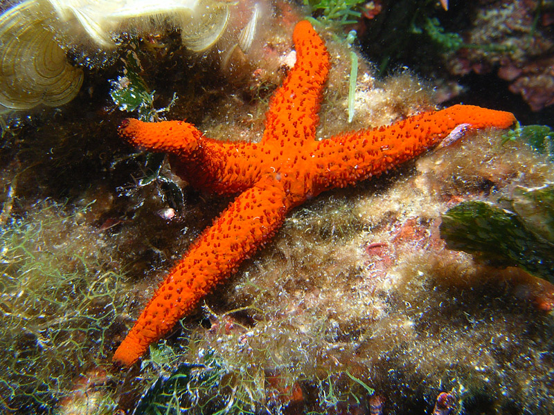 LA SORELLINA ANOMALA 2