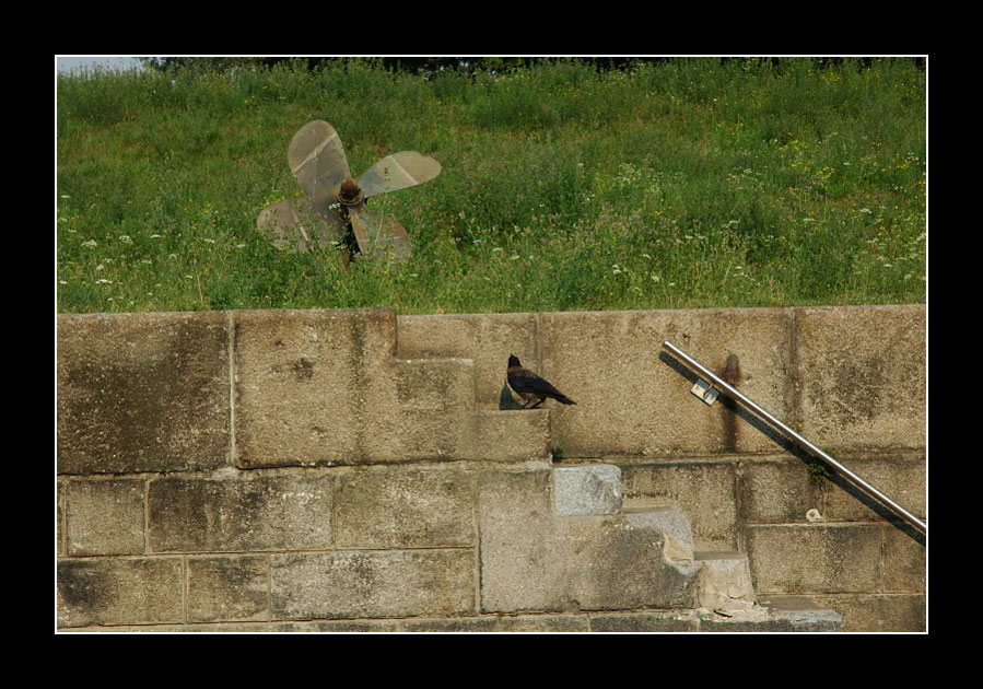 "Ma che ali strane hai..."