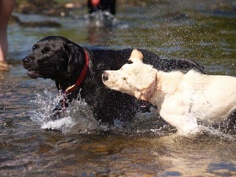 Poppy e Pippit al fiume