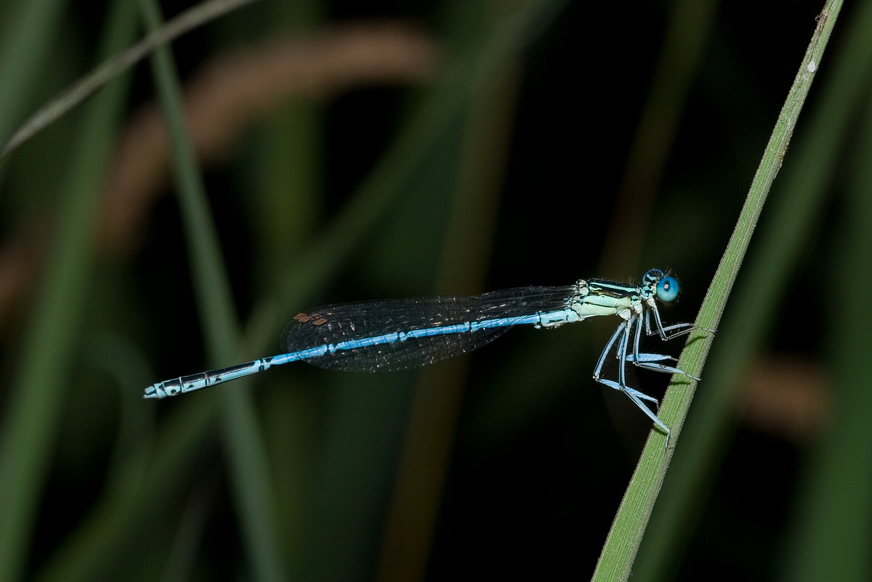 libellula 2