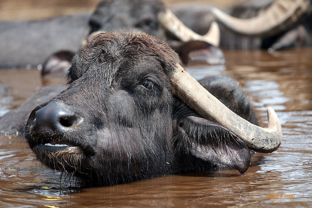 Nella m...a fino al collo !!