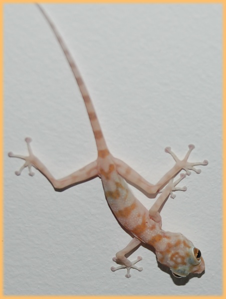geko??