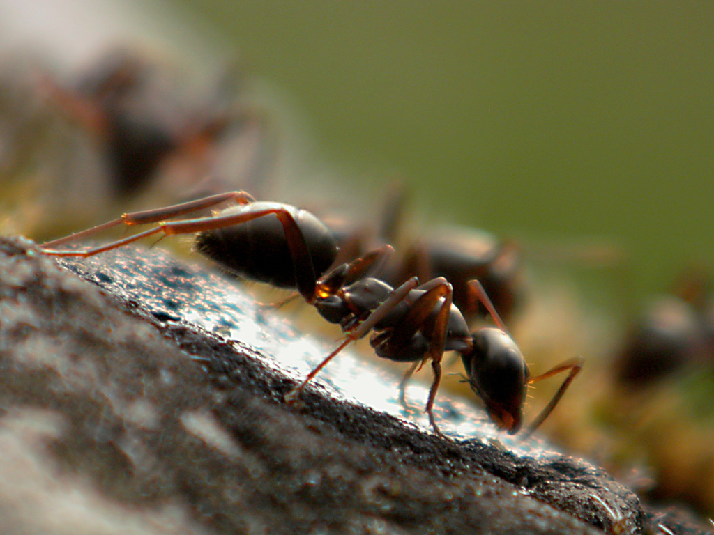 FORMICHINA