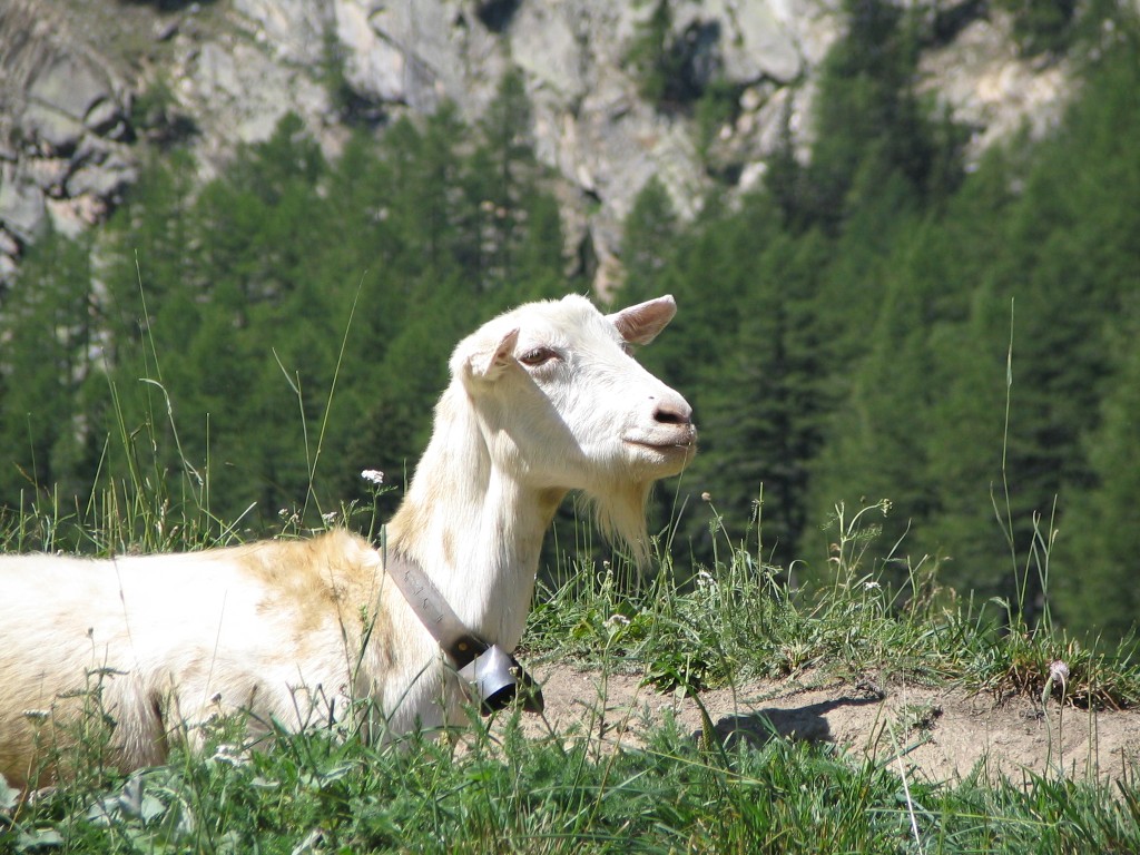 Capra di montagna