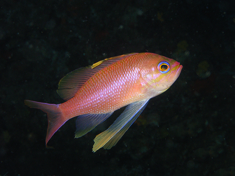 Anthias anthias2