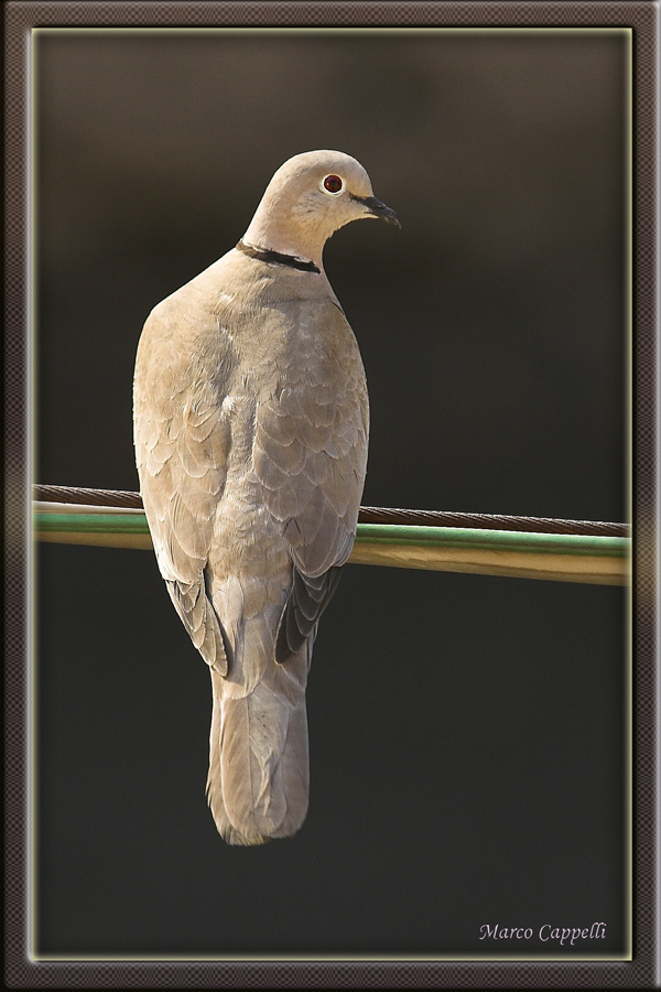 Tanto per provare il moltiplicatore