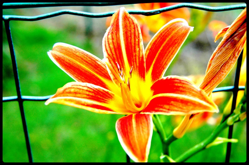 Un Fiore Tra La Rete