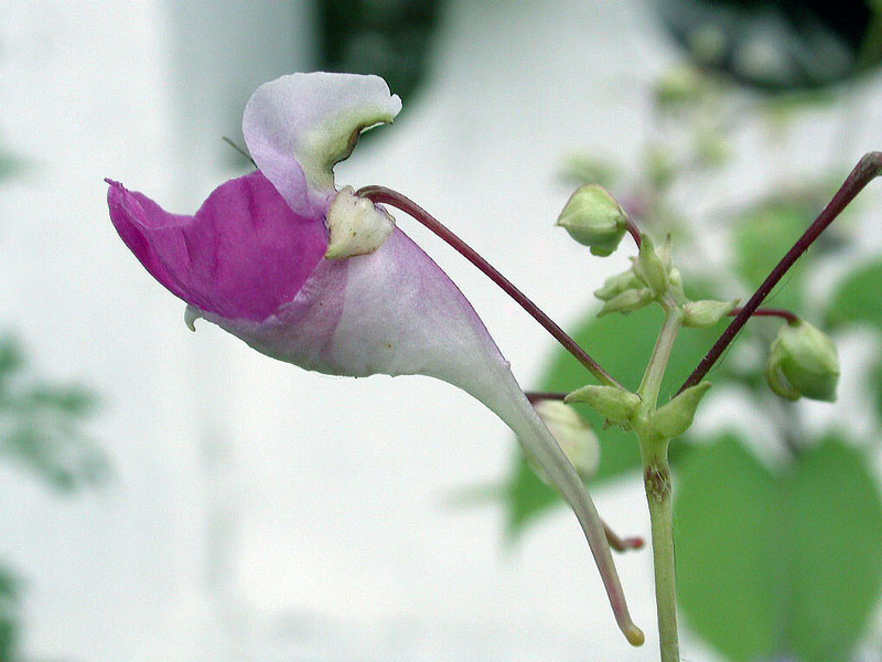 wanted....che fiore �?