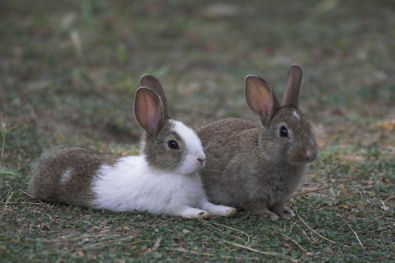coniglietti