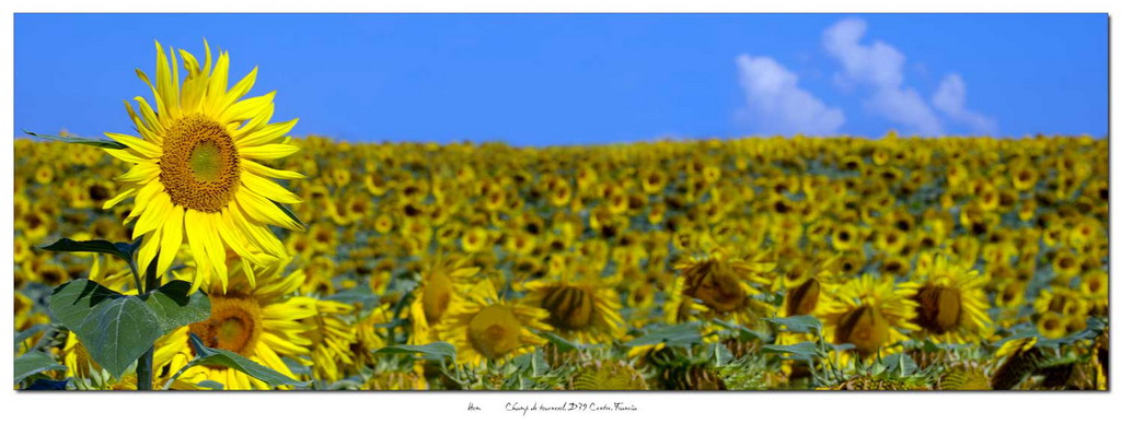 Girasoli