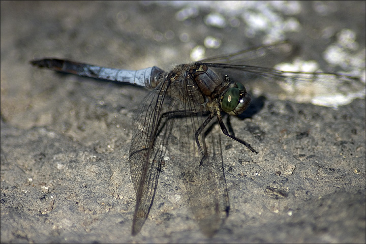 Libellula